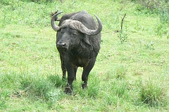 0381-Reis Zuid-Afrika2007